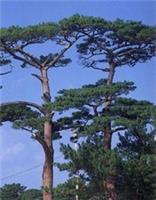 Pinus Luchensis, Luchu pine, 59-65cm EXACT ITEM ADD' PHOTO also GOOD 4 BONSAI