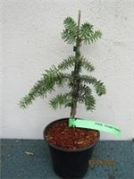 Abies pinsapo var. marocana 10-20cm