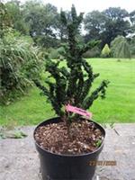 Chamaecyparis obtusa chirimen 10L 46-50cm EXACT ITEM