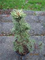 PINUS MUGO MILKY WAY 5L 45-50cm, EXACT ITEM PHOTOS,  ALSO GOOD FROR BONSAI