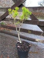 PINUS CONTORTA CHIEF JOSEPH 5L 57-65cm @10yrs old EXACT ITEM, also GOOD 4 BONSAI