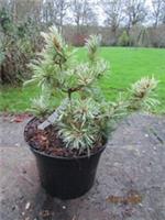PINUS PARVIFLORA tanima-no-yuki 5L 23-25cm, well branched, ALSO GOOD FOR BONSAI