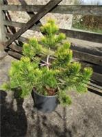 Pinus mugo golden glow 40-45cm EXACT ITEM ADDITIONAL PHOTO