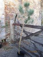 Pinus pinea, Italian umbrella/stone pine 180-200cm seed grown, iro 13yrs old