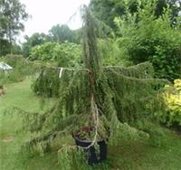 Juniperus communis Horstmann pendula 175-185cm @ 12yrs old see additional photo