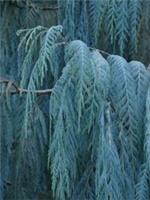 Cupressus cashmeriana blue wave(syn.~glauca) 40-50cm