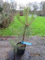 Pinus densiflora Japanese red pine 59-65x40cm EXACT ITEM, 24.11.25 GOOD 4 B0NSAI