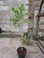 Pinus densiflora umbraculifera 10L 124-130x58cm EXACT ITEM
