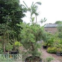 Pinus densiflora Ogon-aka-matsu J'red pine 19thCentury variant 5L 75-85cm