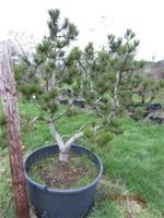 Pinus heldreichii leucodermis compacta 6L 145x90cm EXACT ITEM ADDITIONAL PHOTO