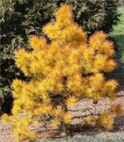 PINUS CONTORTA CHIEF JOSEPH 15L 75-85x75cm EXACT ITEM