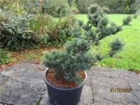 PINUS PARVIFLORA Fuku zu mi 5L 50-60cm EXACT ITEM ADD' PHOTO also GOOD 4 BONSAI