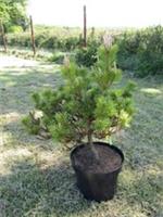 Pinus thunbergii maijima, Japan black pine 15L 70-80x65cm @14yrs old