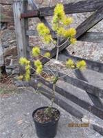 PINUS CONTORTA CHIEF JOSEPH 10L 105-110cm EXACT ITEM