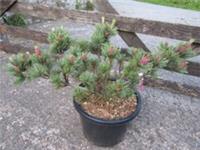 Pinus pumila blue mops MULTISTEM 12L30-35x70cm