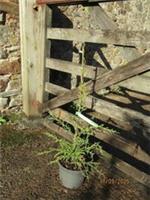 Fitzroya cupressoides, Patagonian cypress 5L 70-80cm