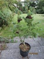 PINUS PARVIFLORA negishi 7.5L 85-95x65cm EXACT ITEM PHOTO 27.07.25good 4 bonsai