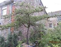 Pinus banksiana, jack pine, 15L 122-130cm EXACT ITEM ADDIT' PHOTOS good 4 BONSAI