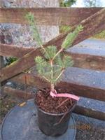 Picea wilsonii, Wilsons spruce 2L 28-30cm