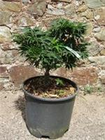 Acer palmatum Mikawa yatsubusa (syn. ~shishi yatsubusa) 15L 39-45x40cmEXACT ITEM