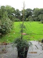 Fitzroya cupressoides, Patagonian cypress 12L 99-110cm