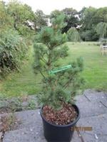 Pinus sylvestris frensham 12L 68-80cm EXACT ITEM PHOTO 27.07.25