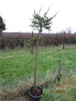 Juniperus communis 20L 190-200cm, iro 19yrs old, own roots, EXACT ITEM OFFER