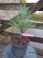 Pinus Gerardiana, Chilgoza pine, 2L 25-30cm, one only  EXACT ITEM OFFER