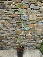 Glyptostrobus pensilis 3L 85-95cm EXACT ITEM PHOTO