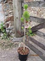Pinus thunbergii mikawa, rough bark Japanese black pine 5L 77-85cm from seed