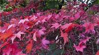 50 Acers. 10 varieties of beautiful coloured acers, red/orange/purple. bargain.