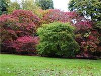 TOP THREE ACERS -Orange, red, purple.Acer Saccharum, Rubrum, Palmatum seeds each
