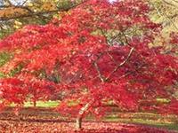 ACER PALMATUM 10 SEEDS- One of the best Red Japanese Maples.bargain prices.