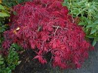 ACER PACK- 5 SEEDS OF 7 VARIETIES OF ACER- FABULOUS AUTUMNAL COLOURS