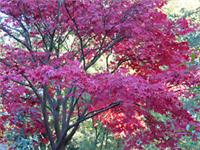 GLORIOUS ALL YEAR ROUND. ACER PALMATUM BLOODGOOD 10 Fresh SEEDS