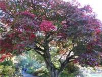 ACER palmatum 'Osakazuki' Vivid scarlet autumn- beauties. 10 good quality seeds
