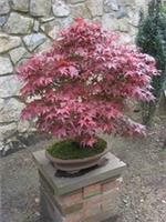 BONSAI -ACER PALMATUM CULTIVAR 'BLOODGOOD' 10 SEEDS