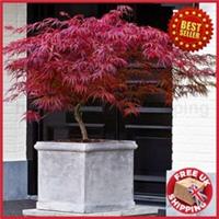 Acer Tree Japanese Maple palmatum dissectum Firecracker Dwarf Tree 2-3L pot