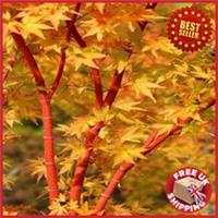 Acer palmatum Sango Kaku Coral Bark Maple Young tree in 3L pot