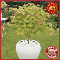 3L Acer shirasawanum 'Moonrise' Japanese Maple Colourful LIVE PLANT