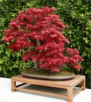 BONSAI ACER PALMATUM 100 SEEDS Japanese Maple-Bargain.