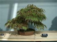BONSAI - Acer Palmatum Atropurpureum. 10 Seeds. Purple leaves. Beautiful acer