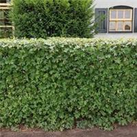 Suttons Acer Campestre Hedging Plant Supplied Height 30-45cm. 1x 2-Litre Plant