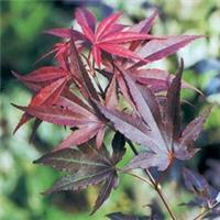 Suttons Acer Palmatum Atropurpureum Tree Hardy Garden Patio Plant 2 x in 3L Pots