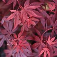 Suttons Acer Tree Hardy Japanese Maple Red Garden Plant for Patio 1 x 3L Pot