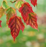 15 Acer Davidii seeds,Snake bark Maple, lovely leaves in Autumn snake-like trunk