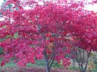 25 Acer Palmatum, Japanese maple seeds. Beautiful red acers good for bonsai too
