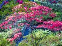 57 ACER PACK- 8 SEEDS OF 7 VARIETIES OF ACER- best colours and our own photos