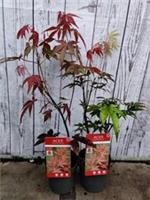 2x Acer Palmatum Atropurpureum Japanese Maple 9cm Pot Garden Plant