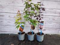 3x Acer Palmatum Mix Japanese Maple 9cm Pot Plant Ideal For Making Into Bonsai